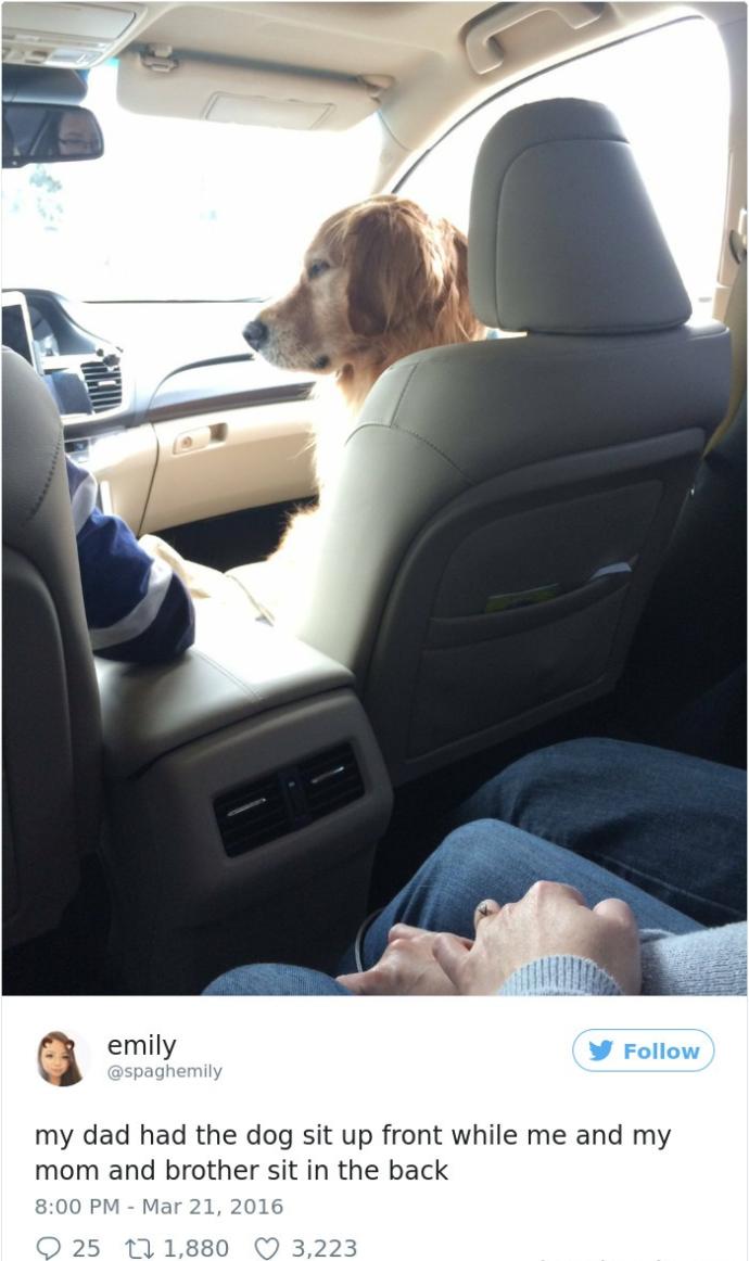 Hepimize "Şu Köpeğin Yaşadığı Hayata Bak!" Dedirtecek Çok Şanslı Köpekler!