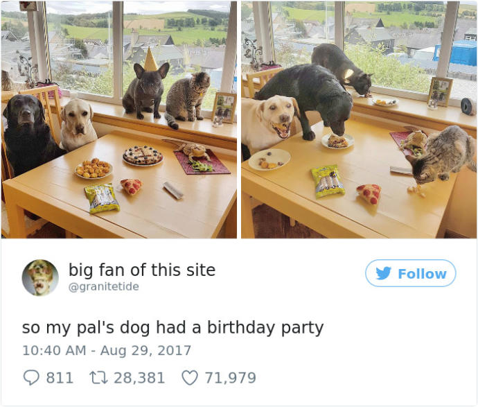 Hepimize "Şu Köpeğin Yaşadığı Hayata Bak!" Dedirtecek Çok Şanslı Köpekler!