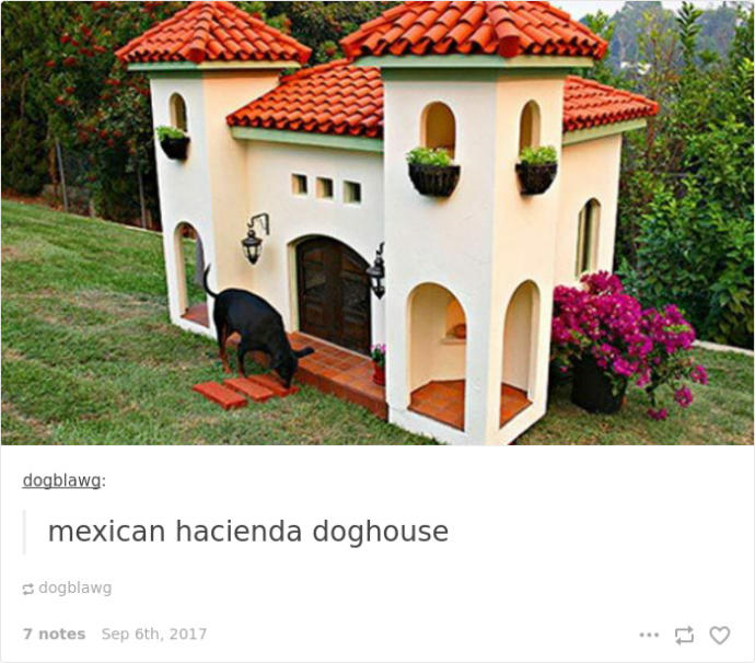 Hepimize "Şu Köpeğin Yaşadığı Hayata Bak!" Dedirtecek Çok Şanslı Köpekler!