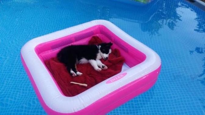 Hepimize "Şu Köpeğin Yaşadığı Hayata Bak!" Dedirtecek Çok Şanslı Köpekler!