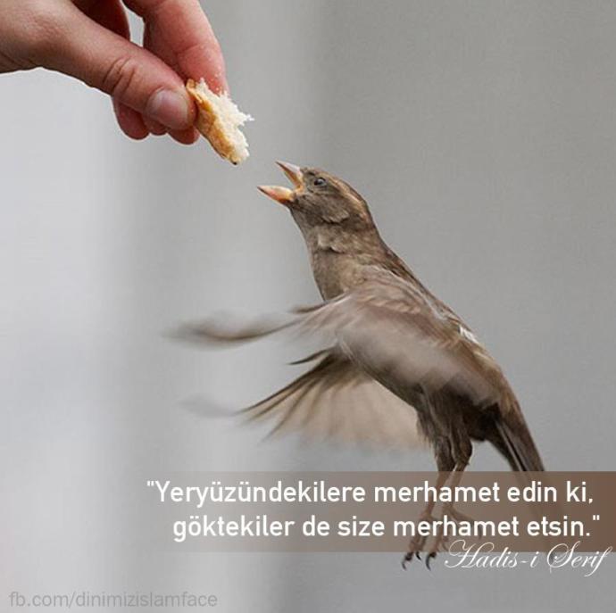 Kaplumbağaların Bilinmeyen Yönleri