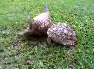 Kaplumbağaların Bilinmeyen Yönleri