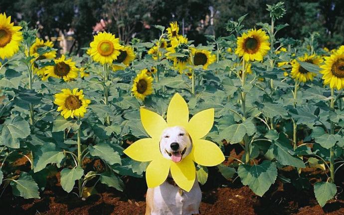 Kanser ile Mücadelesi Sonrası Zafere Ulaşan Dünyanın En Sevimli Köpeği: Gluta