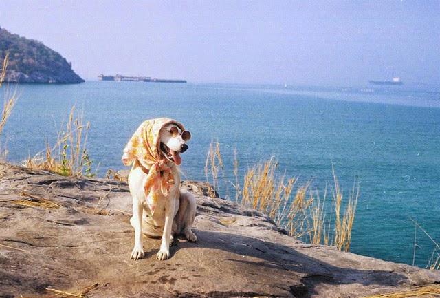 Kanser ile Mücadelesi Sonrası Zafere Ulaşan Dünyanın En Sevimli Köpeği: Gluta