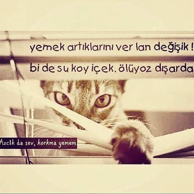 4 Ekim Hayvanları Koruma Günü Adına: Bu 8 Maddeyle Hayvanların Hayatını Hep Beraber Güzelleştirebiliriz!