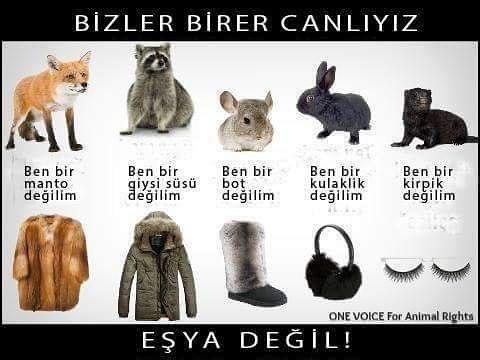 4 Ekim Hayvanları Koruma Günü Adına: Bu 8 Maddeyle Hayvanların Hayatını Hep Beraber Güzelleştirebiliriz!