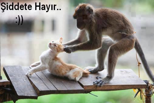 Hayvanların İnsanlarla Olan Dostluğunun Önemi