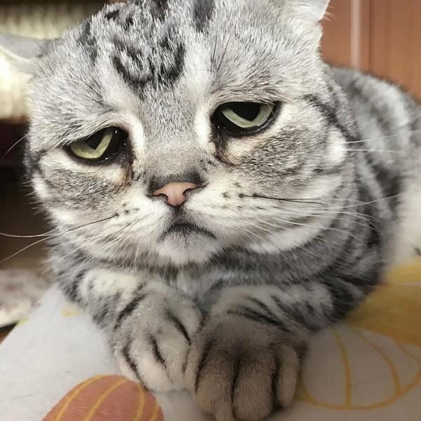 Dünyanın En Duygusal Kedisi Luhu İle Tanışın!