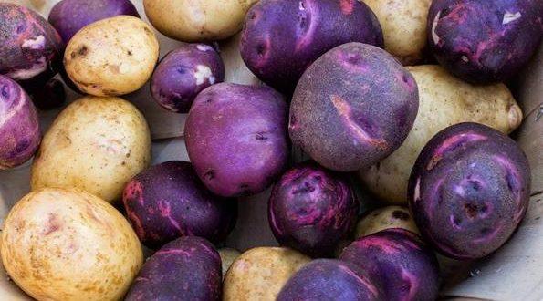 Dünyanın En Sıra Dışı Görünüme Sahip Bitkileri!