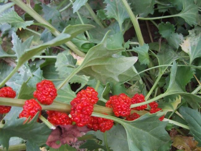 Dünyanın En Sıra Dışı Görünüme Sahip Bitkileri!