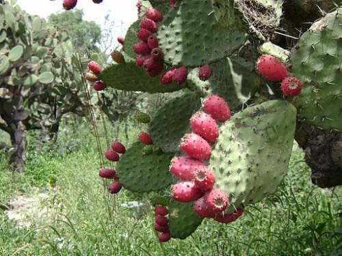 Dünyanın En Sıra Dışı Görünüme Sahip Bitkileri!
