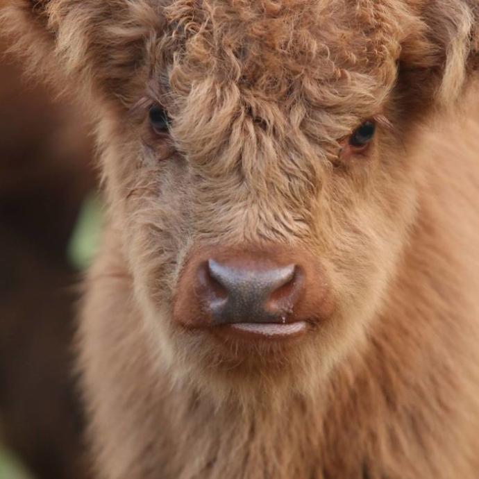 Hayvanlar Aleminin En Sevimli ve En Ponçik Yavruları: Highland Sığır Buzağıları!