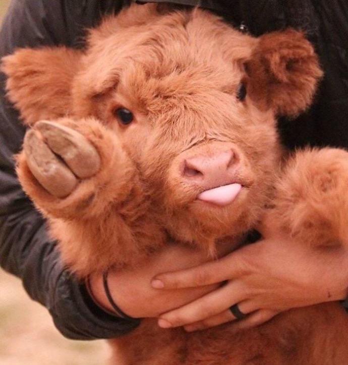 Hayvanlar Aleminin En Sevimli ve En Ponçik Yavruları: Highland Sığır Buzağıları!