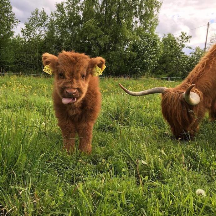 Hayvanlar Aleminin En Sevimli ve En Ponçik Yavruları: Highland Sığır Buzağıları!