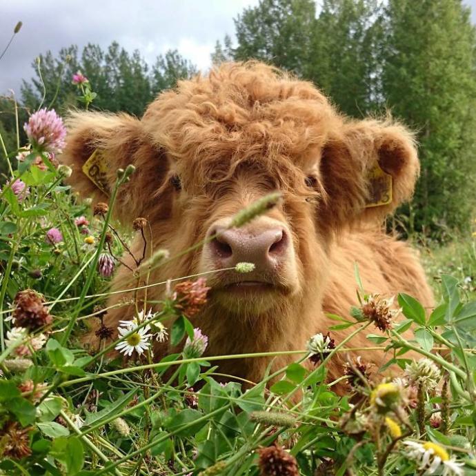 Hayvanlar Aleminin En Sevimli ve En Ponçik Yavruları: Highland Sığır Buzağıları!