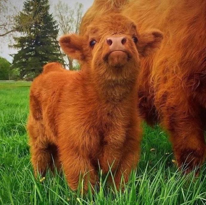 Hayvanlar Aleminin En Sevimli ve En Ponçik Yavruları: Highland Sığır Buzağıları!