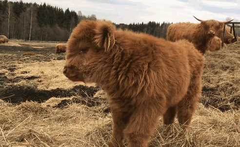 Hayvanlar Aleminin En Sevimli ve En Ponçik Yavruları: Highland Sığır Buzağıları!