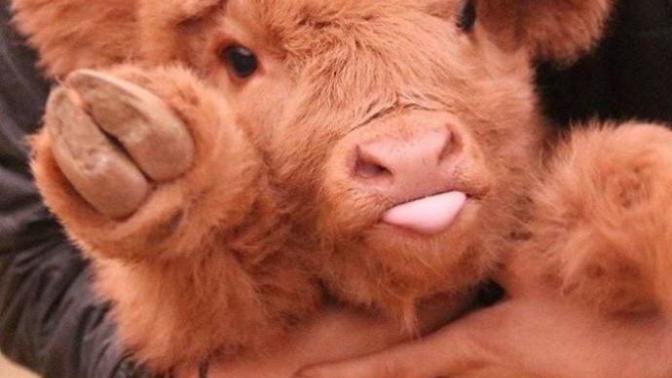 Hayvanlar Aleminin En Sevimli ve En Ponçik Yavruları: Highland Sığır Buzağıları!