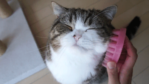 Evde Kedi Bakmanın Altın Kuralları ve Benim Önerilerim!