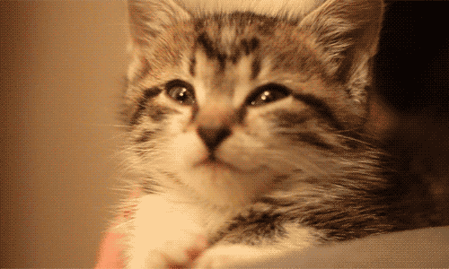 Evde Kedi Bakmanın Altın Kuralları ve Benim Önerilerim!