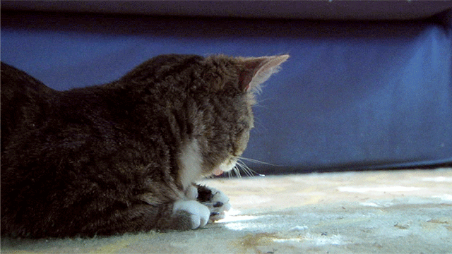Evde Kedi Bakmanın Altın Kuralları ve Benim Önerilerim!