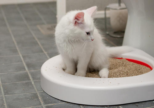 Evde Kedi Bakmanın Altın Kuralları ve Benim Önerilerim!