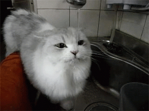 Evde Kedi Bakmanın Altın Kuralları ve Benim Önerilerim!
