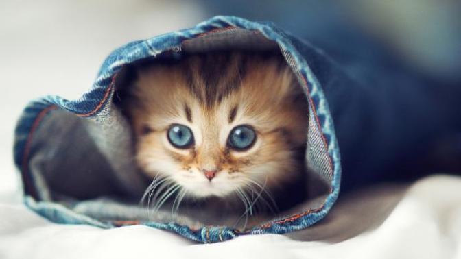 Evde Kedi Bakmanın Altın Kuralları ve Benim Önerilerim!