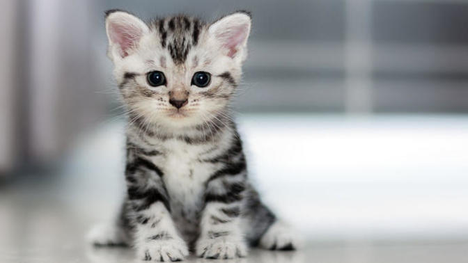 Kedi Kısırlaştırma ve Kedilerle Yolculuk!