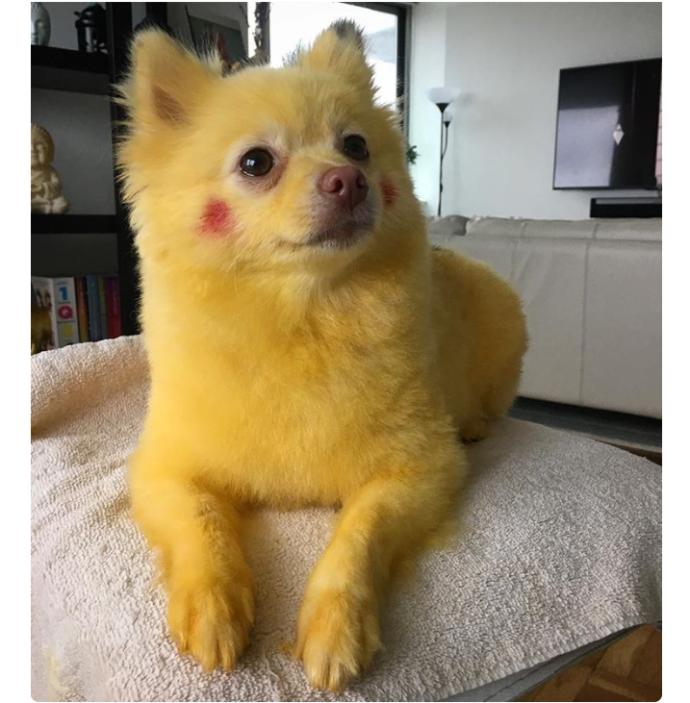 "Oyy Ben Seni Yerim" Dedirten En Karizmatik Köpekler!
