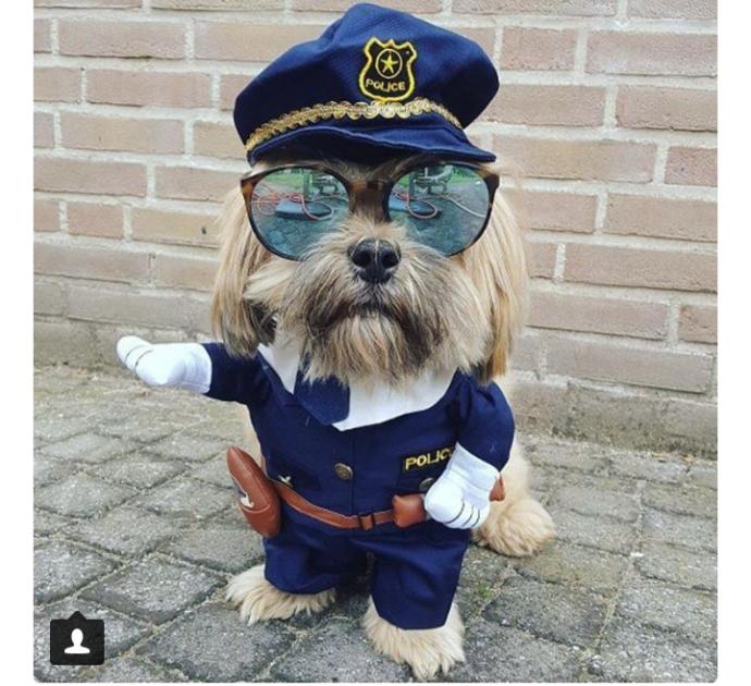 "Oyy Ben Seni Yerim" Dedirten En Karizmatik Köpekler!