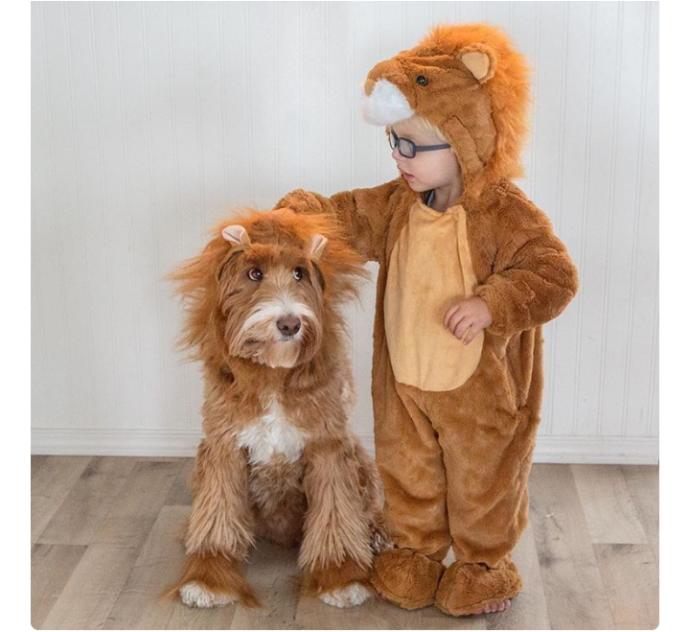 "Oyy Ben Seni Yerim" Dedirten En Karizmatik Köpekler!