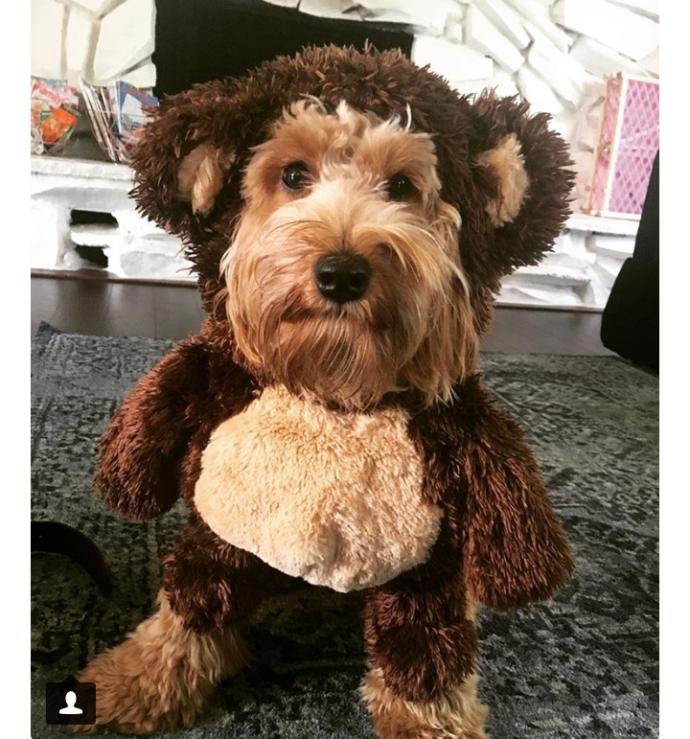 "Oyy Ben Seni Yerim" Dedirten En Karizmatik Köpekler!
