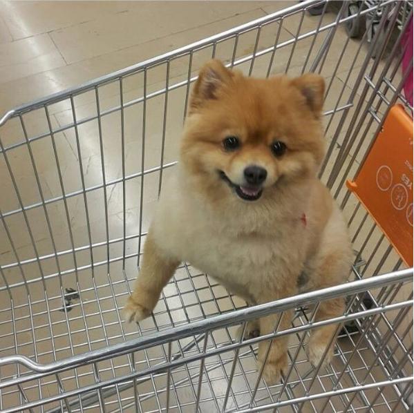 "Oyy Ben Seni Yerim" Dedirten En Karizmatik Köpekler!