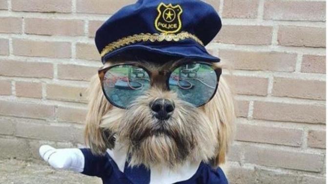 "Oyy Ben Seni Yerim" Dedirten En Karizmatik Köpekler!