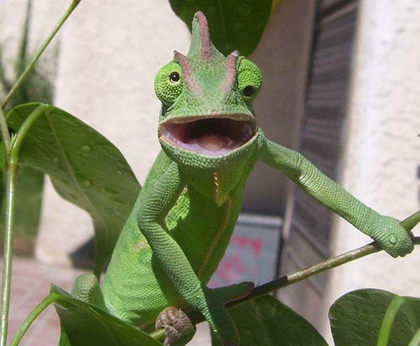 En Hazırlıksız Anında Fotoğraflanan Hayvanlar!