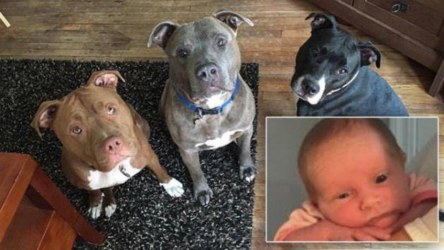 Kötü Günler Geçiren Sevimli Köpeğin Hayatını Değiştiren Bebek Arkadaşı!