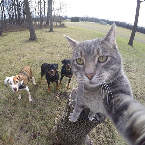 Karşınızda Selfie Düşkünü Kedi "Manny"