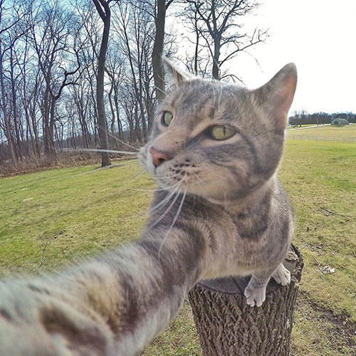 Karşınızda Selfie Düşkünü Kedi "Manny"