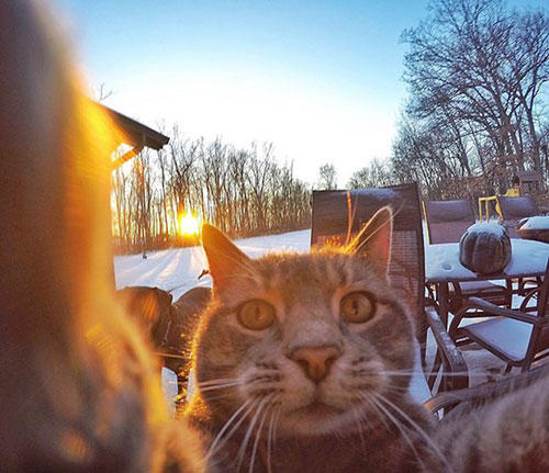 Karşınızda Selfie Düşkünü Kedi "Manny"