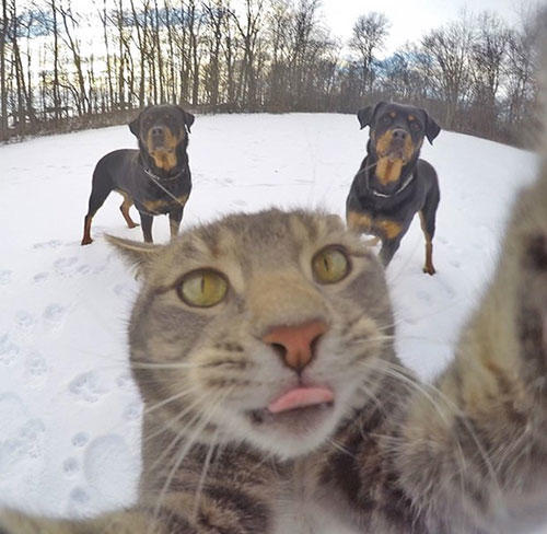 Karşınızda Selfie Düşkünü Kedi "Manny"