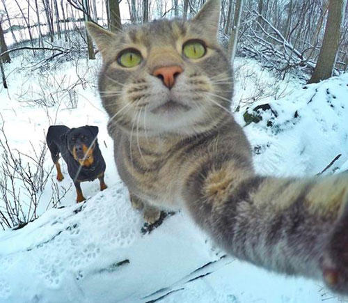 Karşınızda Selfie Düşkünü Kedi "Manny"
