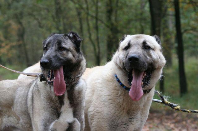 Anadolu'nun Cesur ve Sadık Köpeği Kangal!