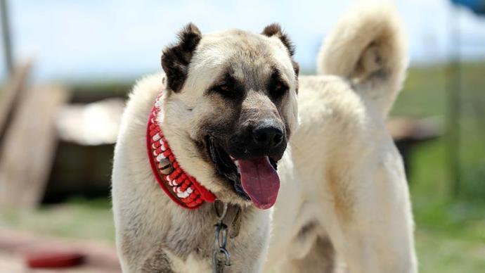 Anadolu'nun Cesur ve Sadık Köpeği Kangal!