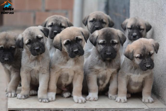 Anadolu'nun Cesur ve Sadık Köpeği Kangal!