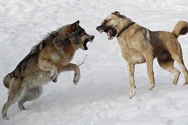 Anadolu'nun Cesur ve Sadık Köpeği Kangal!