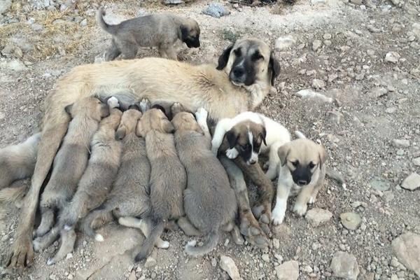 Anadolu'nun Cesur ve Sadık Köpeği Kangal!