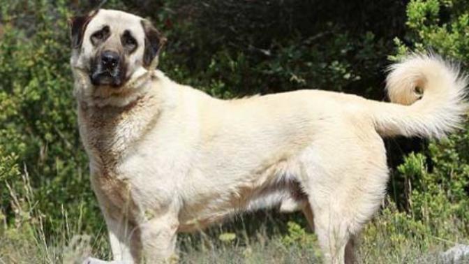 Anadolu'nun Cesur ve Sadık Köpeği Kangal!