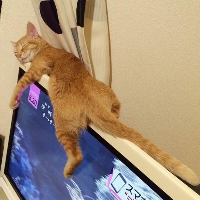 Cool Duruşları ile Gülmenize Neden Olacak Kediler