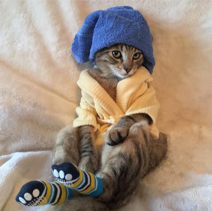 Cool Duruşları ile Gülmenize Neden Olacak Kediler